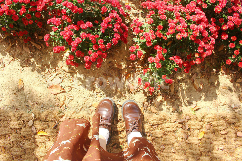 가을,구두,꽃,자연,사람,여자,apparel,의복,clothing,의류,footwear,flower,red,빨강,빨간꽃,redflower