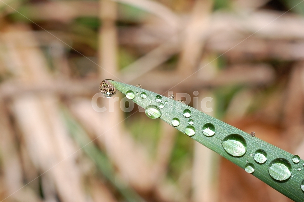 물방울,빗방울,이슬,자연,접사,풀잎,풀잎이슬,방울,구슬,초록,식물,자연,plants,nature