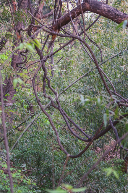 나무,숲,정글,풀,초록,산,tree,forest,jungle,mountain