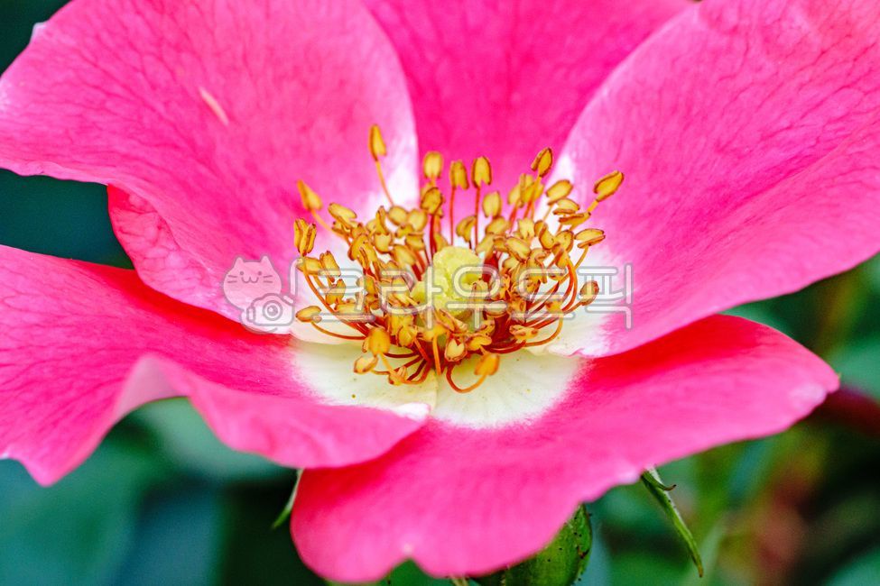 장미,장미꽃,꽃,플라워,flower,flowers,여름꽃,rose,로즈,자연,nature,식물,plant,plants,blossom,만개,개화,식물,자연,plants,nature,꽃,flower