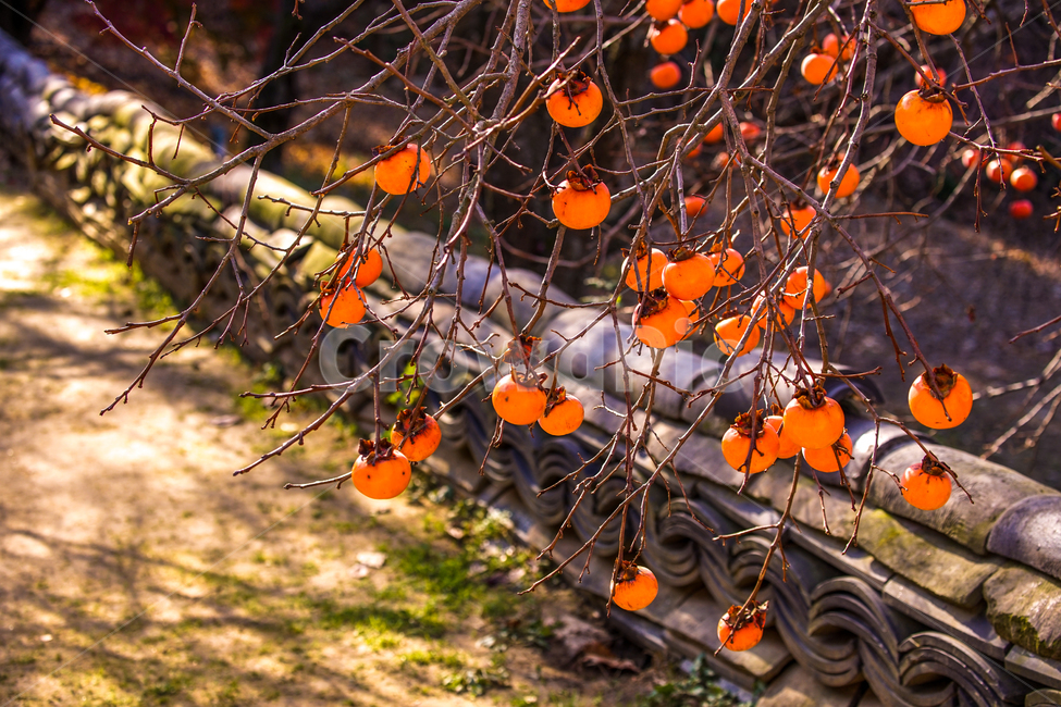 가을,감,나무,과일,열매,식용,자연,홍시,계절,한국전통,한국문화,korean traditional,korean culture,식물,자연,plants,nature,과일,열매,fruit