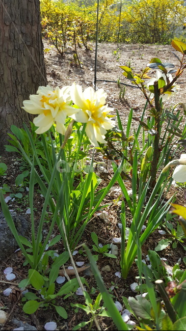 숲,꽃,자연,힐링,싱그로운,산책,햇살,yellow,식물,자연,plants,nature,꽃,flower