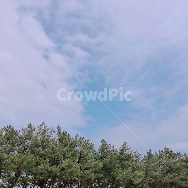 하늘,산책로,여름,강릉,소나무,sky,cloud,cloudy,tree,summer,ganreung