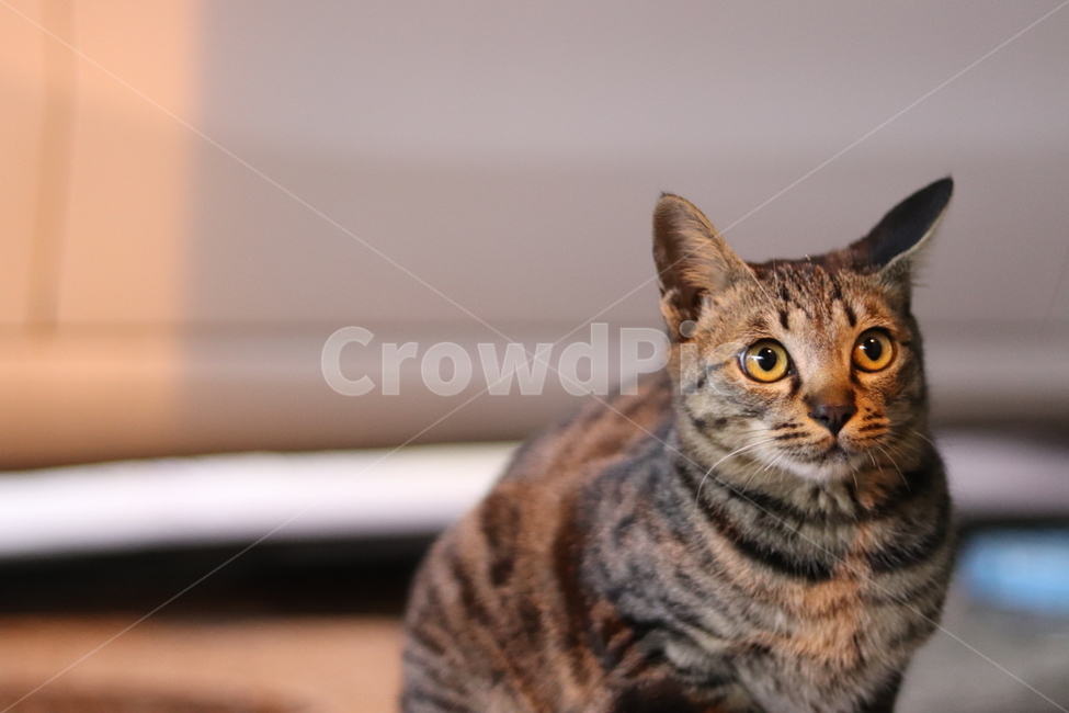 길고양이,고양이,귀여운고양이,길냥이,시골고양이,동물,animal,포유류,mammal,고양이,cat,kitten,kitty