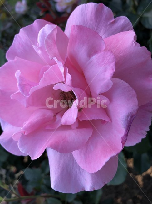 장미,오월,꽃,장미축제,장미꽃사진,식물,자연,plants,nature,꽃,flower