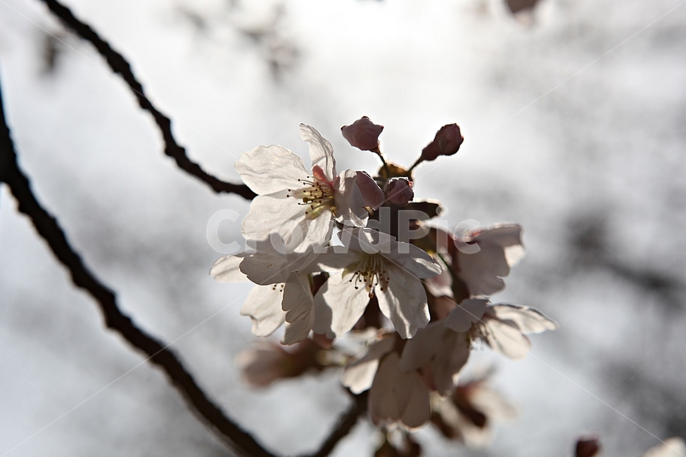 벅꽃,벗나무,벗꽃잎,봄꽃,꽃잎,식물,자연,공원,식물,자연,plants,nature,꽃,flower