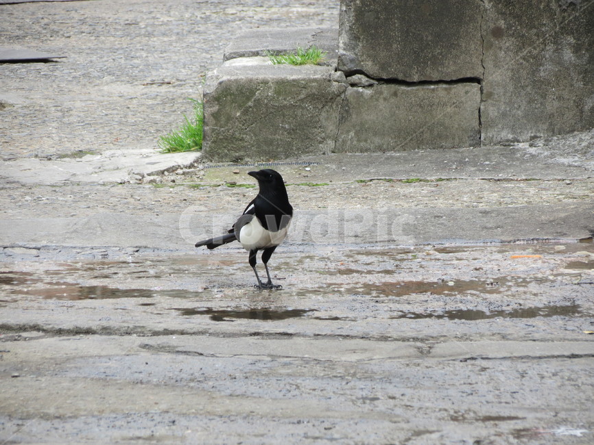 까치,새,풍경,한국,웅덩이,한국적인,길거리,종종걸음,설날,bird,magpie,magpiepictuer,korea,street,koreastreet,동물,animal,조류,새,birds