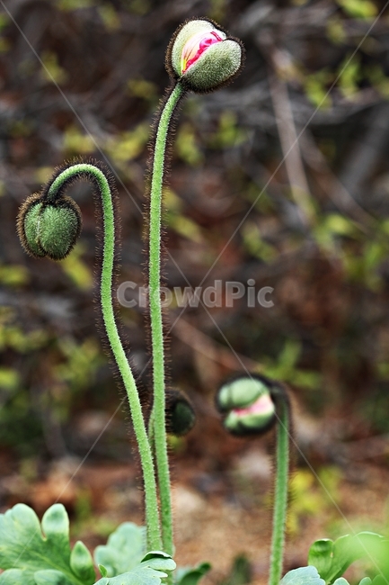 양귀비,꽃,식물,자연,배경,식물,자연,plants,nature,꽃,flower