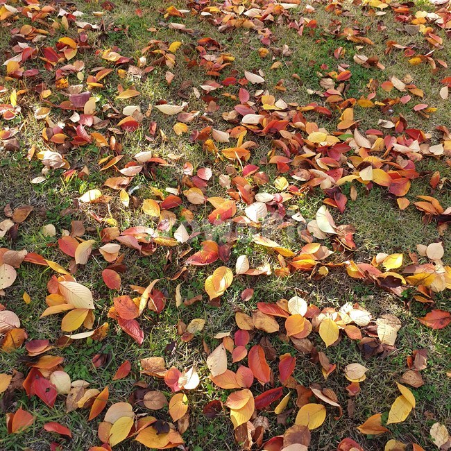 가을,낙엽,자연,식물,힐링,가을,계절,fall,autumn,season,plant,leaf,잎,ground,바닥,tree,나무
