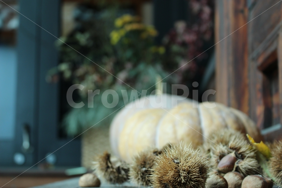 커피,카페,스페셜티,로스터리,인테리어,맛집,coffee,cafe,specialty,roastery,밤,밤송이,호박,우드,원목,한옥,가을,계절,fall,autumn,season,음식,식재료,요리,food,cook,meal,dishes,food reserves