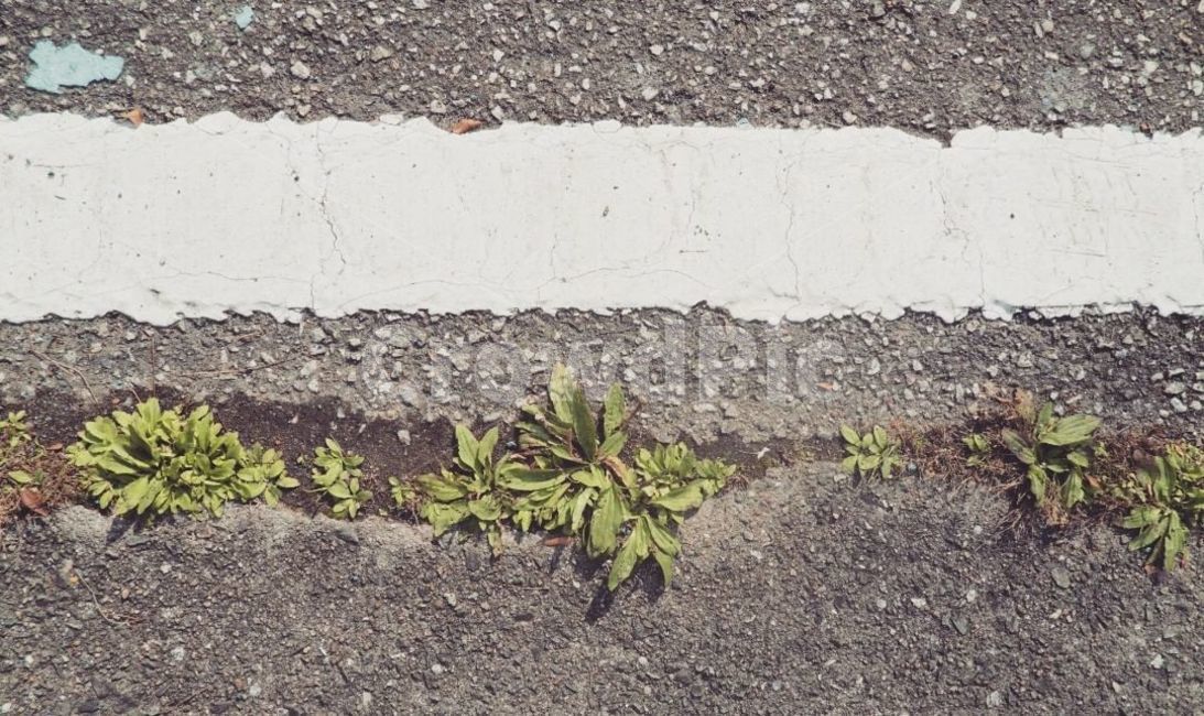 아스팔트,도로,잡초,도로선,흰선,weed,일직선,asphalt,감성사진,생명,풀,여유,감성,페인트