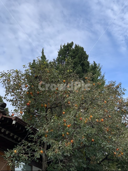 하늘,나무,식물,구름,풍경,sky,tree,plant,cloud,landscape,열매,fruit,과일나무