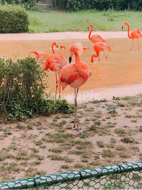 플라밍고,홍학,동물,새,동물원,동물,animal,조류,새,birds