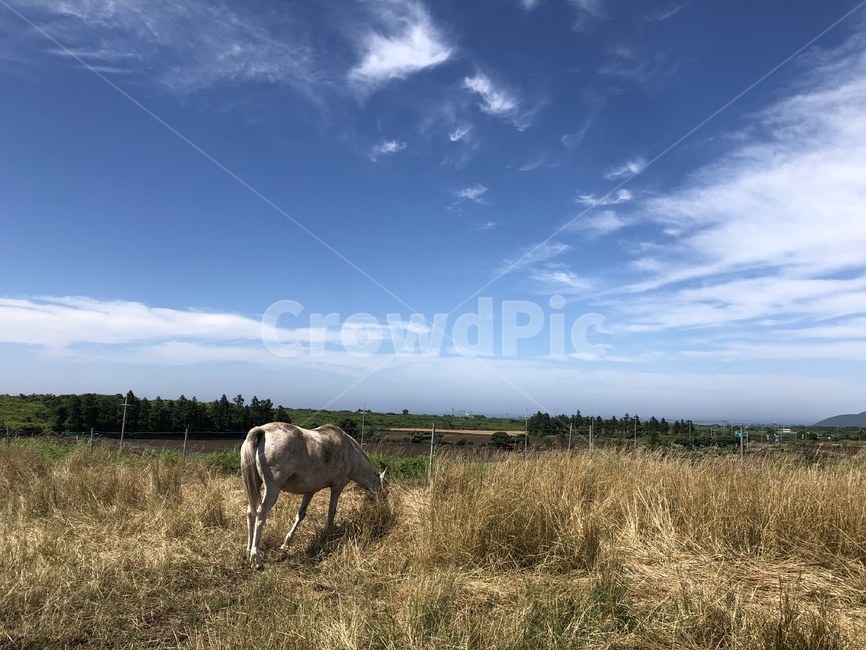 말,horse,초원,제주도,jeju,glassland,가을,scene,제주도,jeju,jeju island,동물,animal,포유류,mammal,grassland,목초지,field,들,outdoors,옥외,nature,자연,rural,농촌,farm,농장