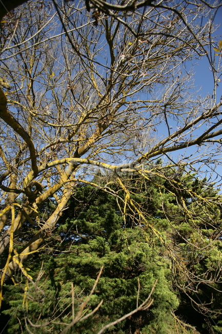 tree,나무,plant,식물,treetrunk,나무줄기