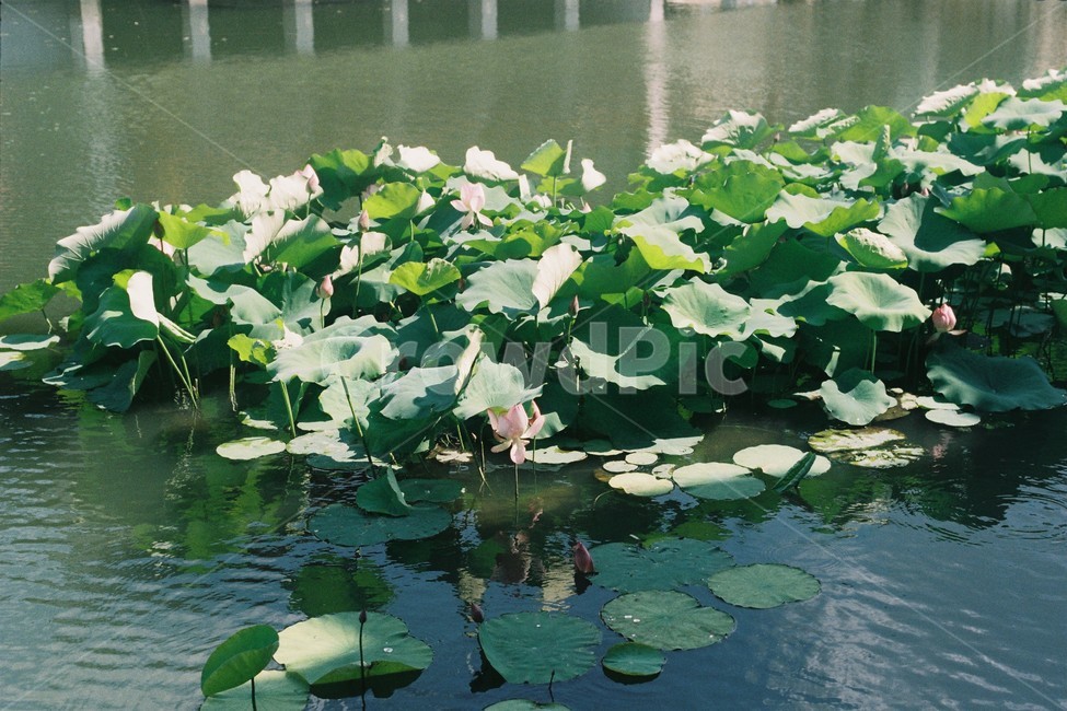연못,연꽃,강,물,식물,식물,자연,plants,nature,꽃,flower