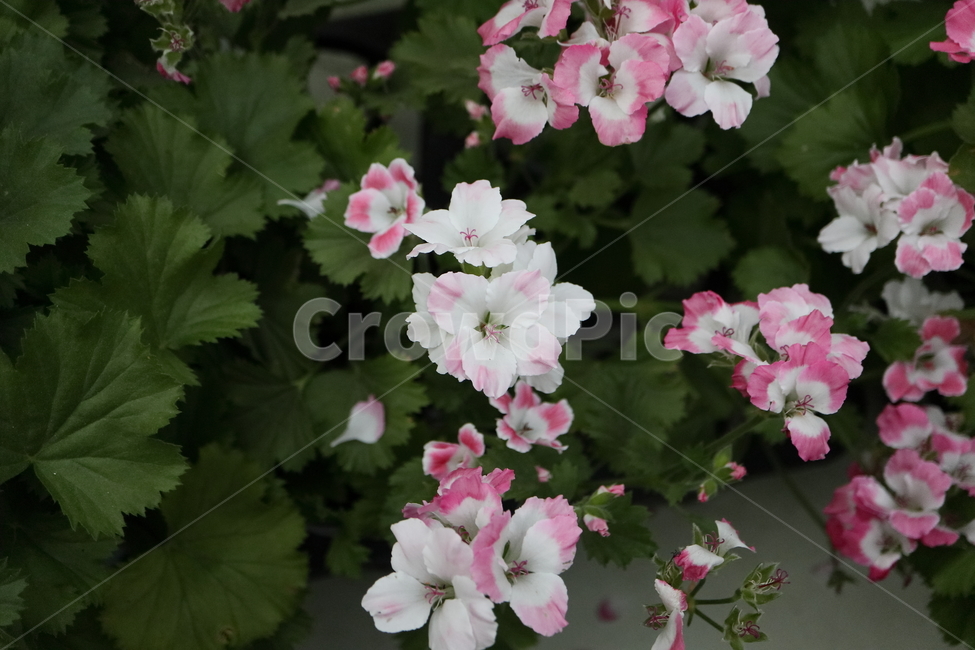 geranium,제라늄,plant,식물,blossom,꽃,flower,버뮤다,펠라고늄,pelargonium,로즈핑크,버뮤다핑크