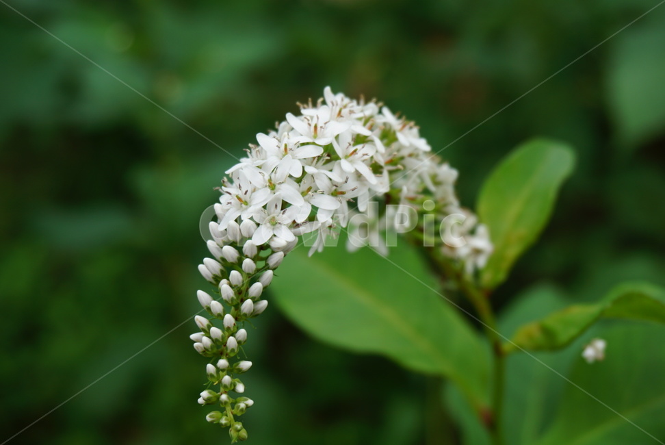 꽃,flower,흰꽃,흰색꽃,꽃망울,꽃다발,식물,자연,plants,nature,꽃,flower