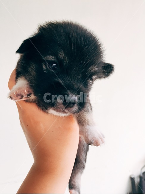 Black color,puppy,my hand,tiny,cuteness