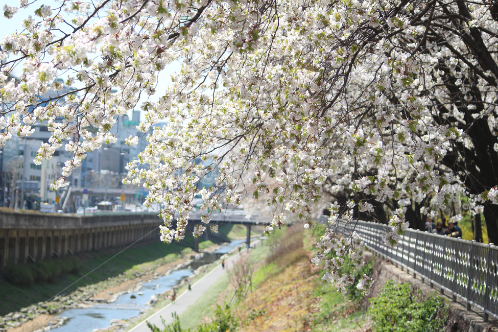 벚꽃,사쿠라,cherryblossom,봄,꽃,봄꽃,자연,봄,계절,spring,season,plant,식물,flower,blossom