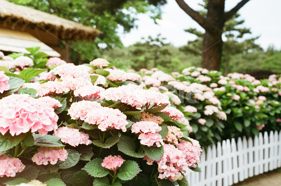 감성사진,필름카메라,풍경,식물,필름,꽃,식물,자연,plants,nature,꽃,flower