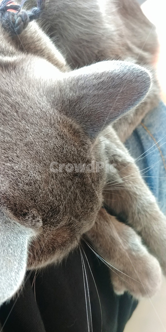 고양이,고양이머리,고양이정수리,고양이귀,cat