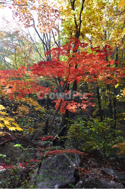 가을,단풍,울긋불긋,계절,시즌,아름다운,풍경,가을색,가을,계절,fall,autumn,season,leaf,잎,plant,식물,tree,나무,maple