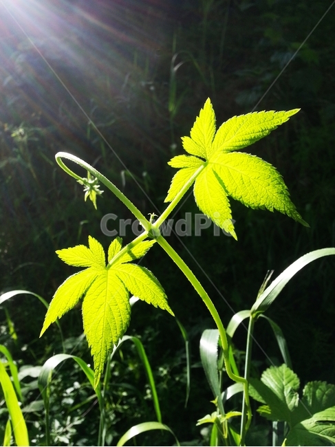 풀잎,아침풀잎,싱그러움,생명,생명력,식물,자연,plants,nature,휴식,힐링,rest,relaxation,healing