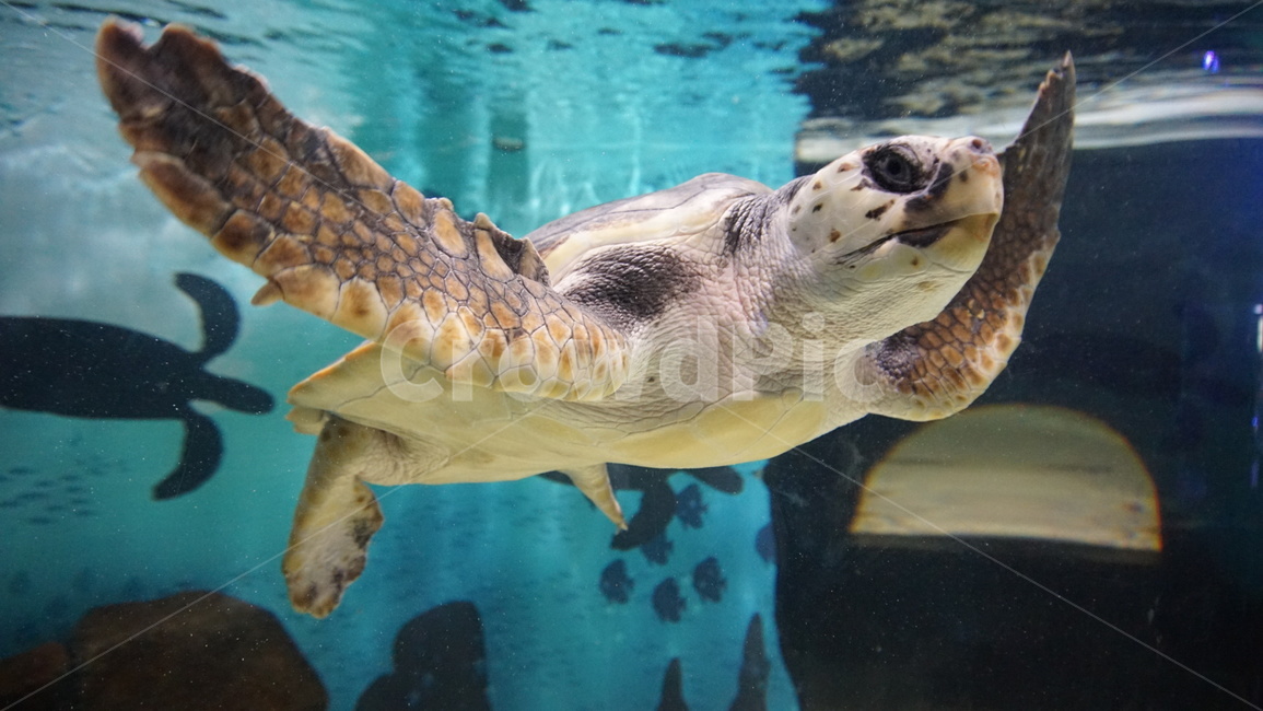 어류,수족관,동물,헤엄,수조,fish,아쿠아리움,거북이,turtle,동물,animal,파충류,양서류,reptile,amphibian