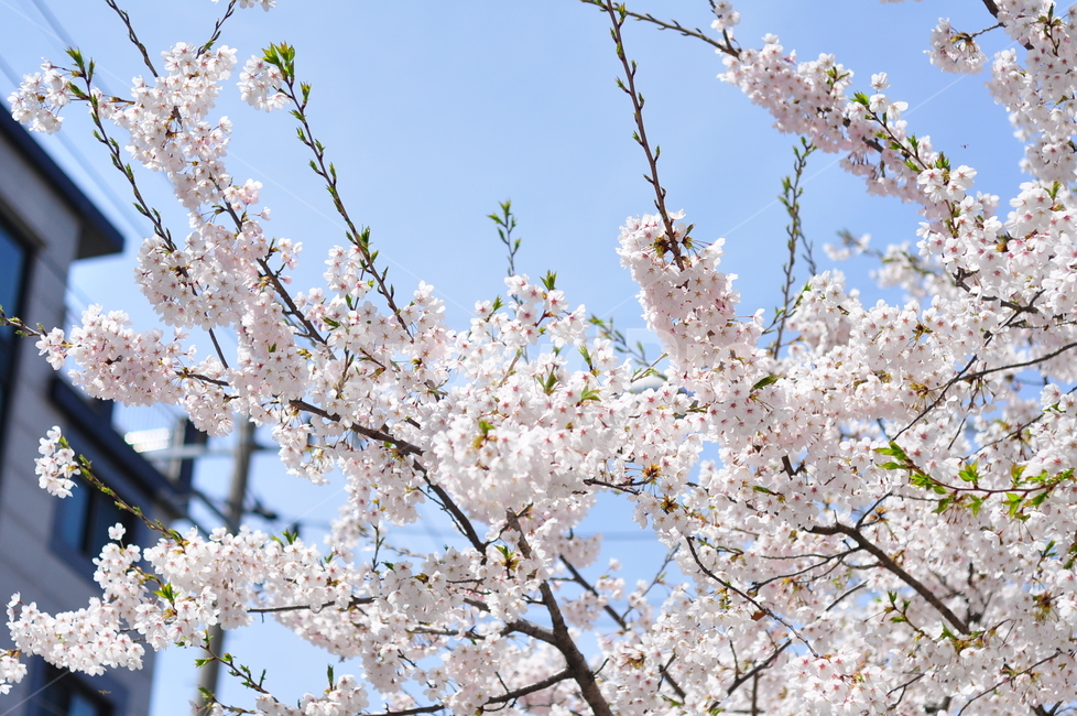 봄,벚꽃,벚꽃나무,계절,나무,가지,벚꽃잎,봄,계절,spring,season,plant,식물,blossom,꽃,flower,cherry blossom