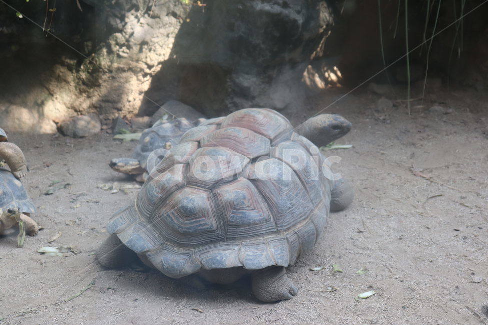 거북이,동물,큰거북이,turtle,animal,동물,animal,파충류,양서류,reptile,amphibian