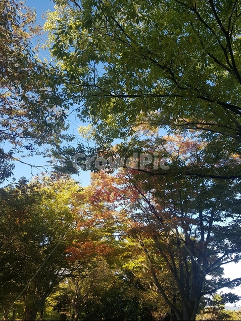자연,가을,나무,plant,식물,가을,계절,fall,autumn,season,식물,자연,plants,nature,나무,trees,wood,tree,tree trunk,나무 줄기