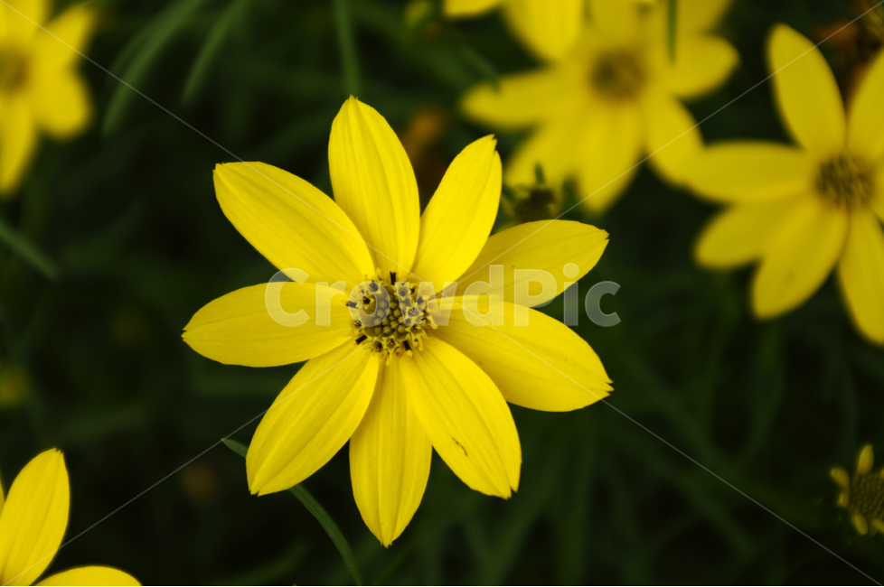 꽃,식물,flower,color,nature,자연,꽃밭,식물,자연,plants,nature,꽃,flower