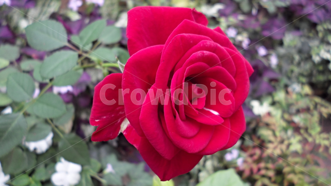 plant,식물,blossom,rose,장미,flower,꽃
