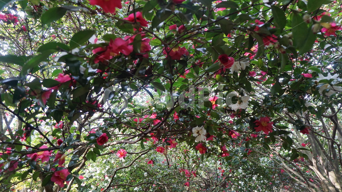 plant,식물,꽃나무,분홍꽃,동백꽃