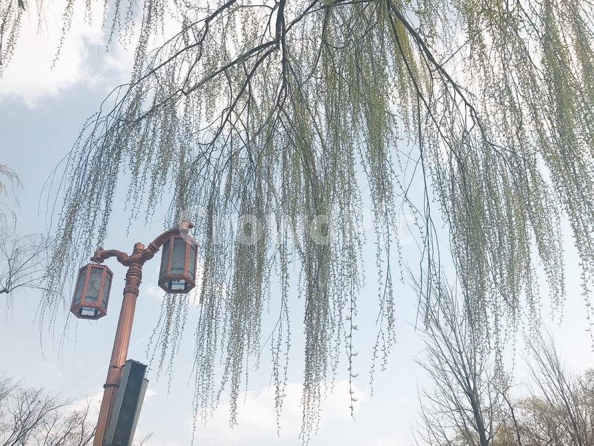 tree,나무,plant,식물,봄