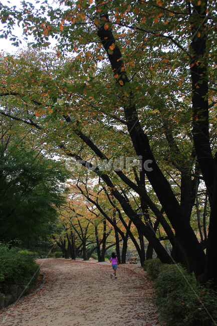 숲,가을,autumn,단풍,낙엽,소녀,나무,나무,trees,wood