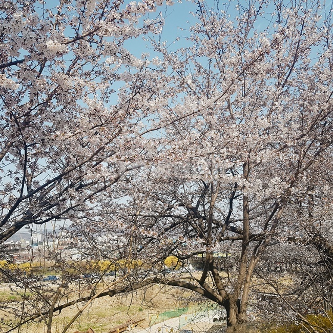 봄,벚꽃,나무,맑은날씨,나들이,spring