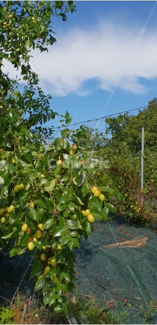 가을,시골,풍경,자연,대추,나무,식물,자연,plants,nature,과일,열매,fruit
