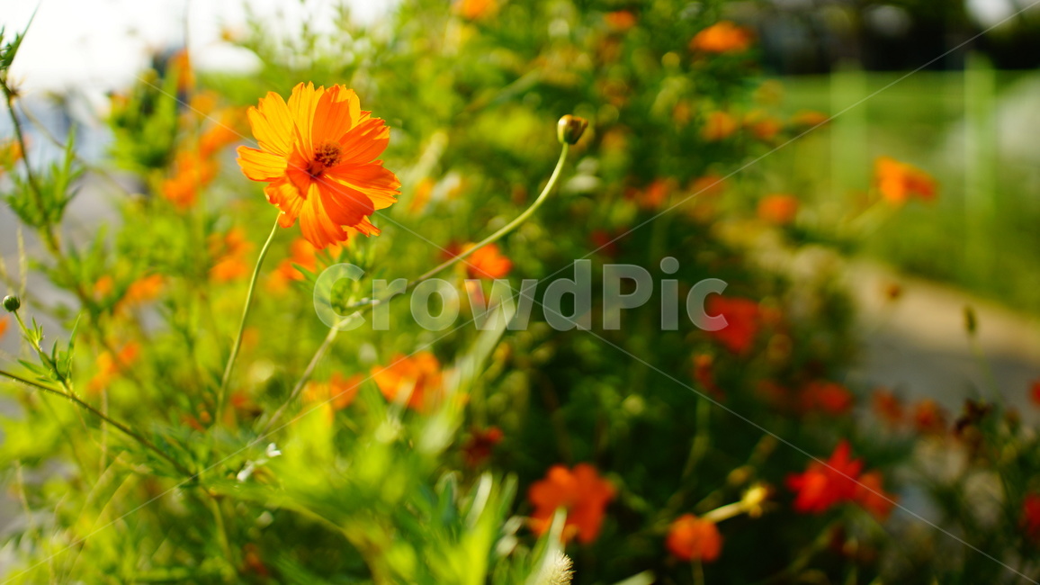 plant,식물,코스모스,cosmos,flower,꽃
