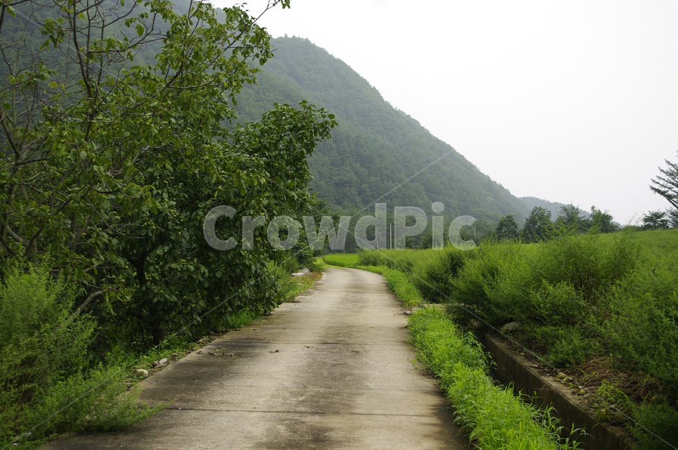 길,나무,풍경,식물,plant,자연,풍경,nature,landscape,outdoors,옥외
