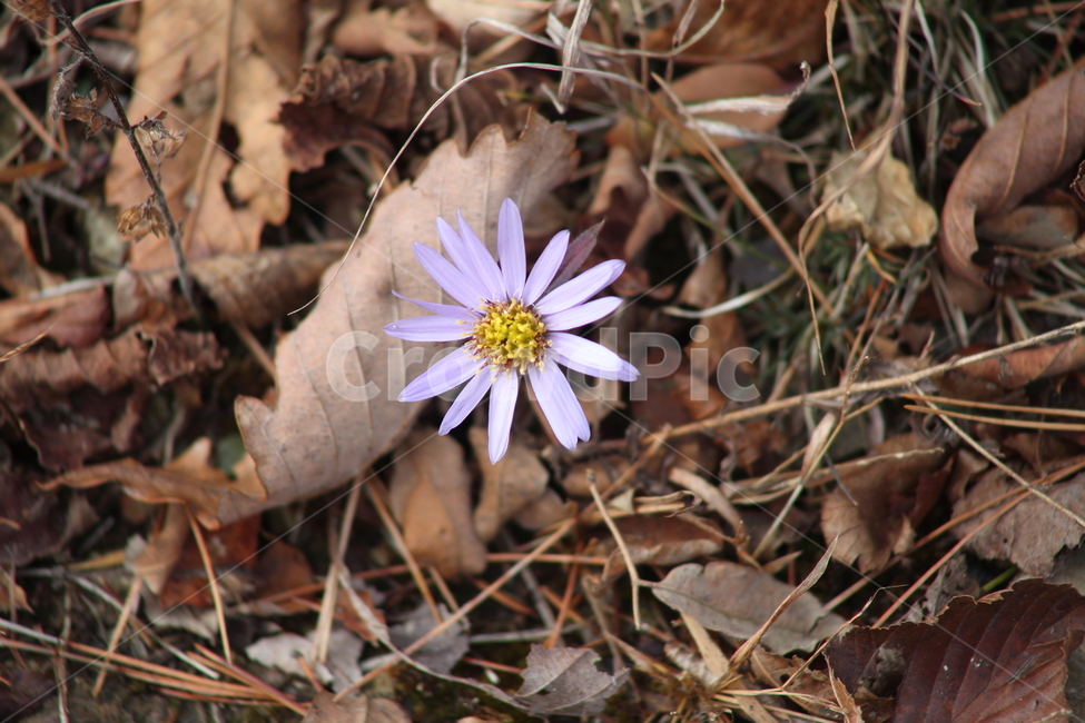 쑥부쟁이,꽃,식물,야생화,asteryomena,식물,자연,plants,nature,꽃,flower