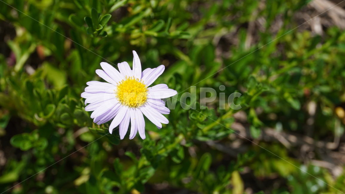 풀,꽃,식물,데이지,plant,flower,식물,자연,plants,nature,꽃,flower