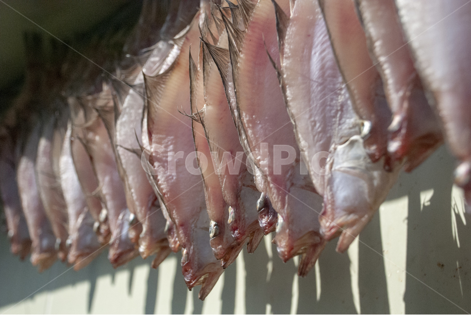 부산,생선,말린생선,추억,어촌,음식,식재료,요리,food,cook,meal,dishes,food reserves,수산물,해산물,fishery products,seafood
