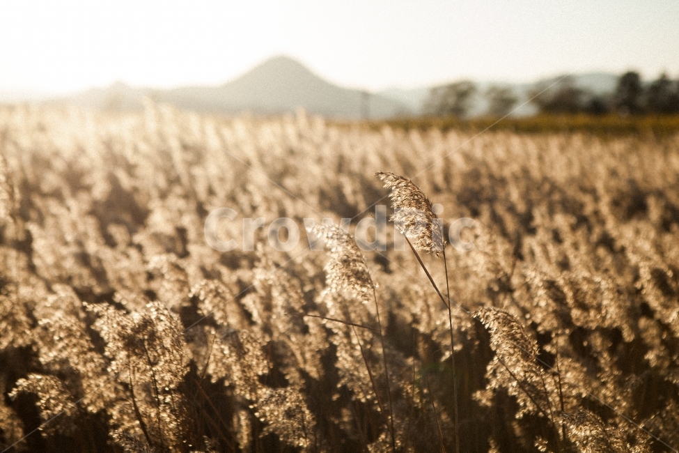 자연,풍경,갈대,순천만,가을,자연사진,풍경사진,갈대사진,가을사진,nature,landscape,read,autumn,fall,sun,sunlight,해,태양,햇빛,가을,계절,fall,autumn,season,식물,자연,plants,nature,감성,sensible,feeling,휴식,힐링,rest,relaxation,healing,grass,잔디,plant