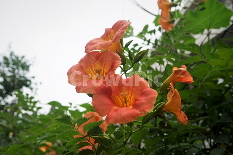 능소화,덩굴식물,꽃,식물,자연,원예,creeper,flower,trumpetcreeper,개화,beautiful,plant,식물,자연,plants,nature,꽃,flower