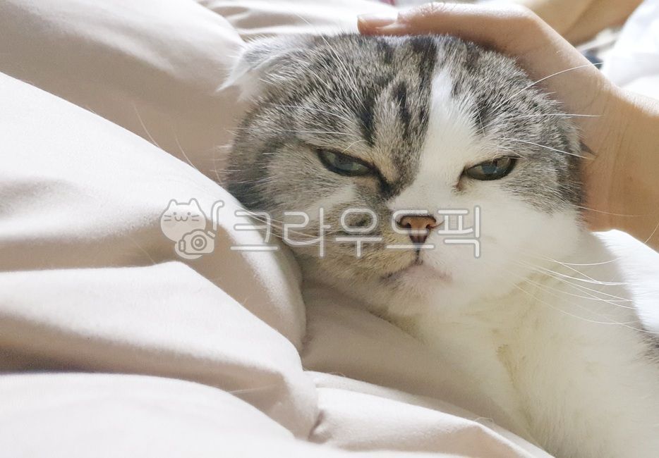 bed,love,stroking,cat on bed,Scottish Fold,Resting,consensus,intimacy,Pets,house cat,kitten,Beloved,Inner room,mammal,cat,sleepy cat,animal,mammalia,pet,soft