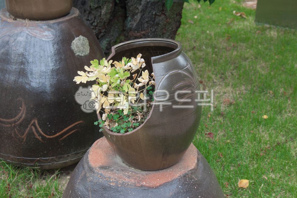 항아리,화분,야생화,꽃,flower