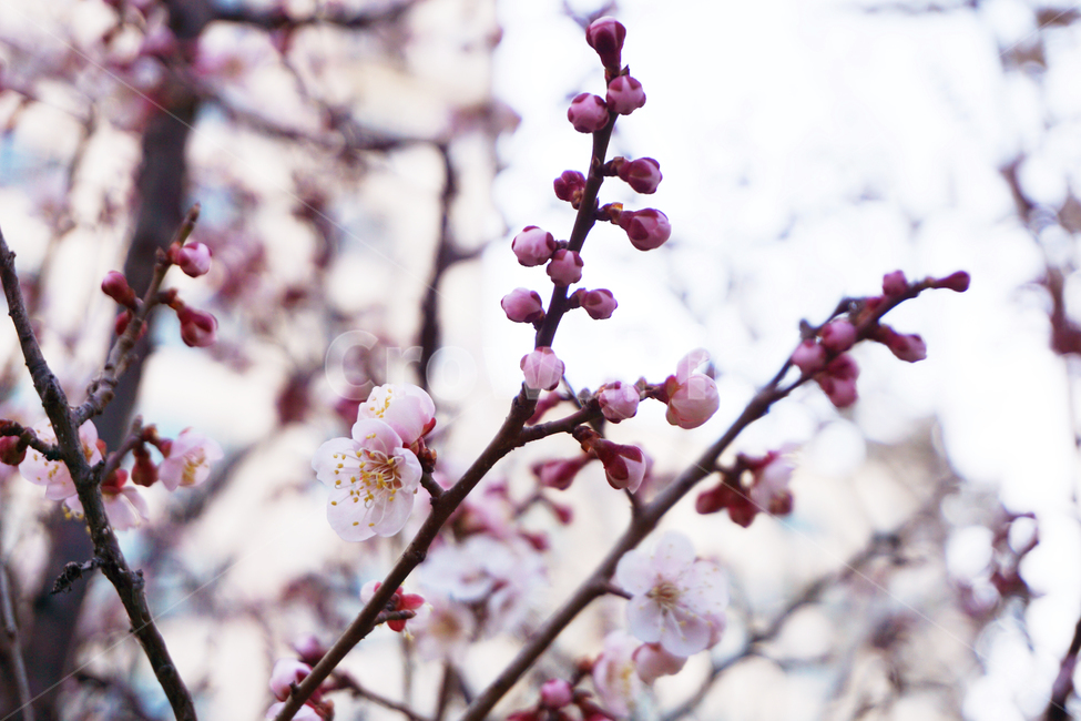 매화,꽃,봉우리,꽃봉우리,봄,분홍색,pink,flower,봄,계절,spring,season,plant,식물