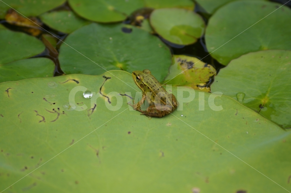 개구리,연꽃잎,연못,연꽃축제,동물,동물,animal,파충류,양서류,reptile,amphibian